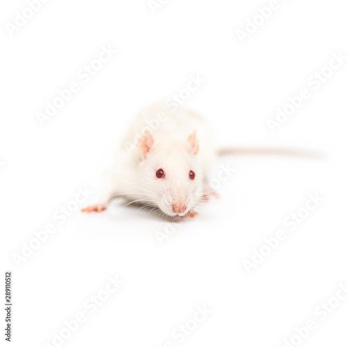 One little white rat on the white background © matyuschenko