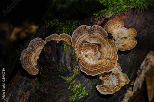 Wild mushroom in the forest 