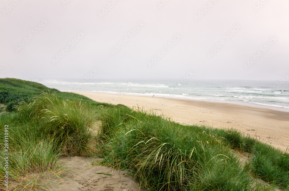 Beach and sand dunes along the coast of Oregon on a foggy summer day Beach and sand dunes along the coast of Oregon on a foggy summer day