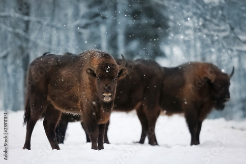 Family of European bison in a snowy forest. Natural winter image.