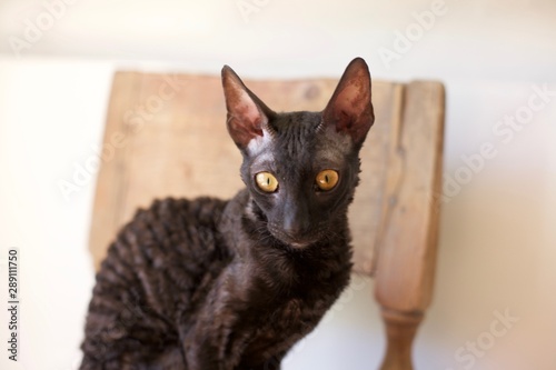 Wallpaper Mural Cornish rex cat Torontodigital.ca