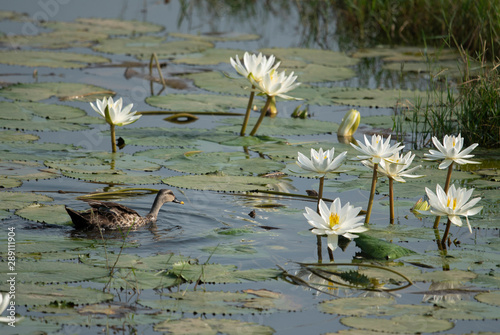 Indian Spot billed Duck with waterlilly flower