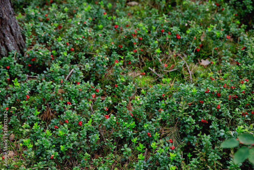 wild berry wild berry