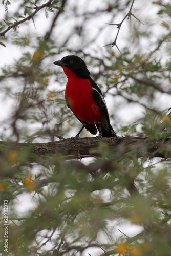 Gonolek rouge et noir,.Laniarius atrococcineus, Crimson breasted Shrike