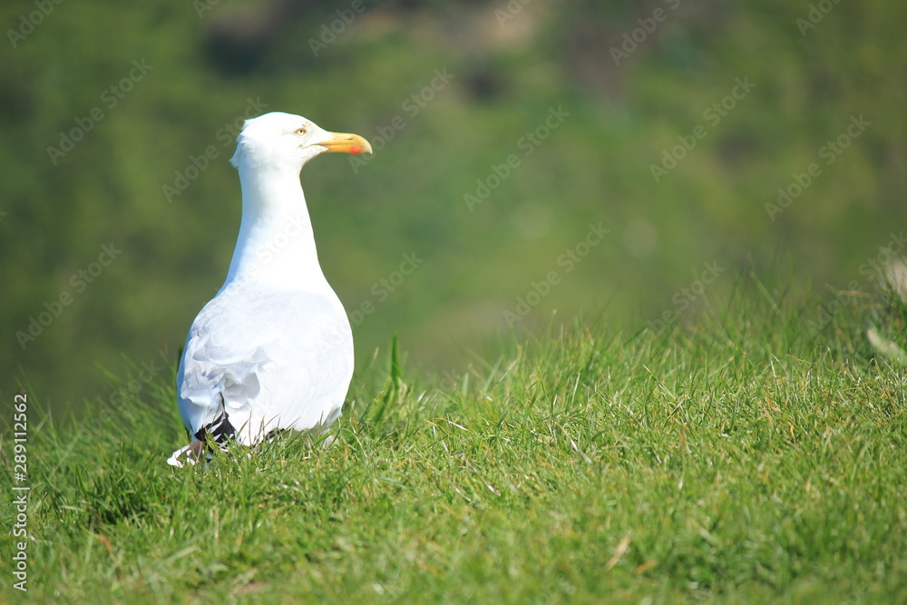 Goeland Goeland