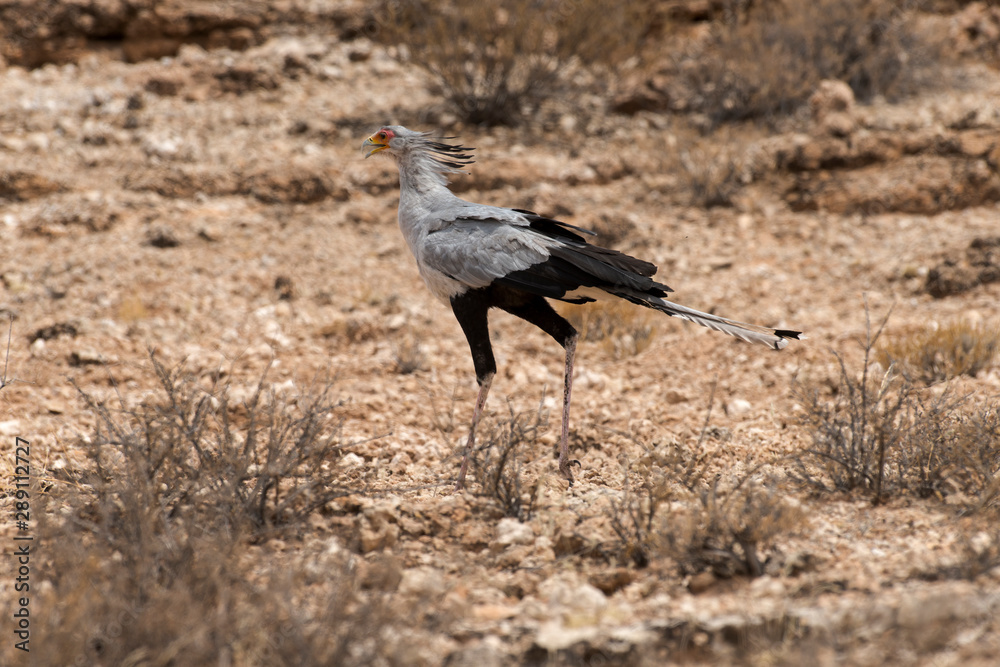 Obraz premium Messager sagittaire, Serpentaire,.Sagittarius serpentarius, Secretarybird, Afrique