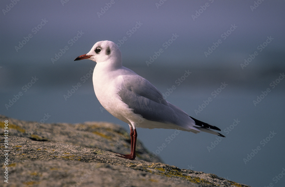 Mouette rieuse, Chroicocephalus ridibundus, Black headed Gull Mouette rieuse, Chroicocephalus ridibundus, Black headed Gull