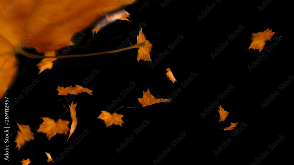 Autumn Leaves Transitions Stock Template Adobe Stock