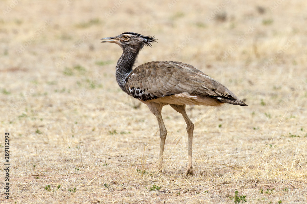 Outarde kori, parades, Ardeotis kori, Kori Bustard, Afrique du Sud Outarde kori, parades, Ardeotis kori, Kori Bustard, Afrique du Sud
