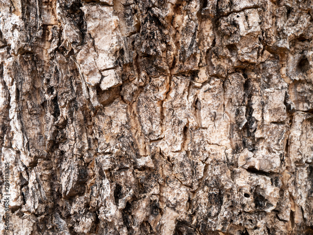Brown grunge bark texture Brown grunge bark texture