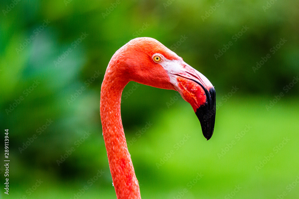 Fototapeta premium Flamingo portrait