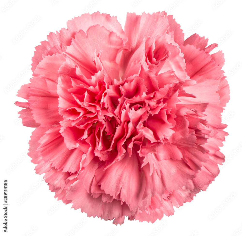 Carnation flower pink isolated white background Carnation flower pink isolated white background
