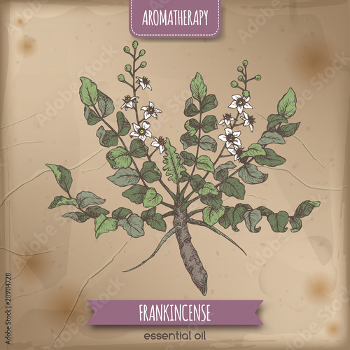 Boswellia sacra aka frankincense color sketch on vintage background.