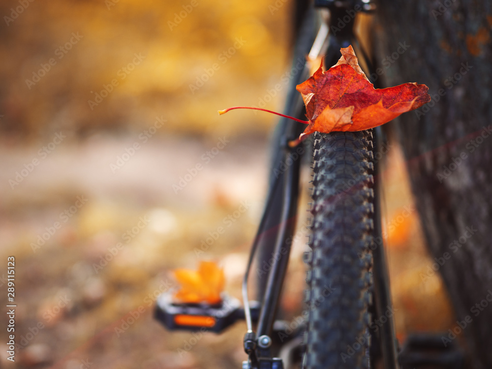 Naklejka premium Autumn colorful leaves on the bike. Close - up of a Bicycle wheel in the autumn forest. Ride a bike lifestyle