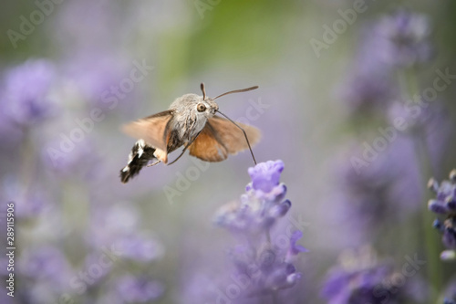 The hummingbird hawk-moth, Macroglossum stellatarum is hovering and drinking the nectar from the beautiful flower in our garden. Flying moth with nice colorful background...