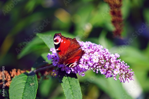 Butterfly on a Lavender Blossom