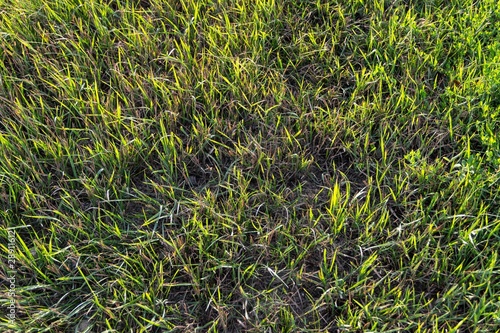 the soft light of the sun splashing down to the grassTop view of Fresh Light green grass in the evening photo