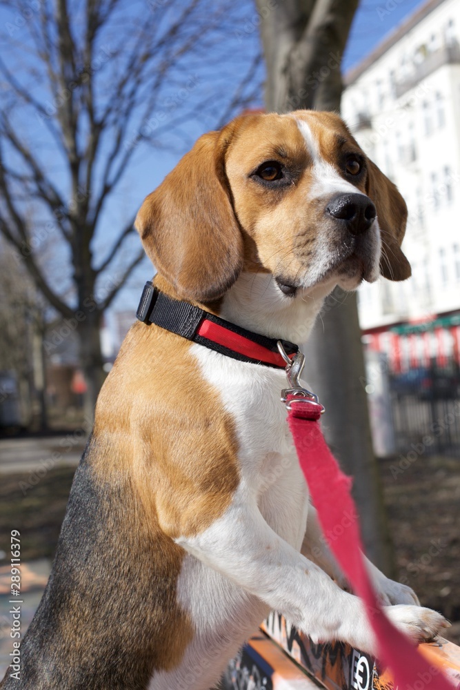 Beagle outdoors