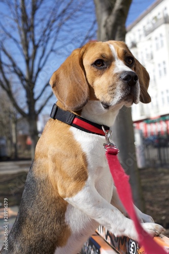 Beagle outdoors © Clarity