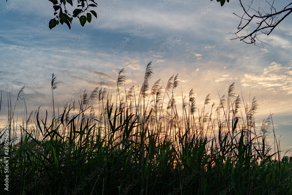 Fototapeta premium Gräser mit Sonnenuntergang