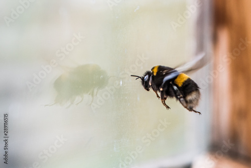 Photo The bumblebee sitting at a window in the early spring.