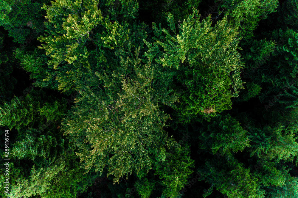 Top view of centuries old Carpathian forest trees, beautiful texture. Top view of centuries old Carpathian forest trees, beautiful texture.