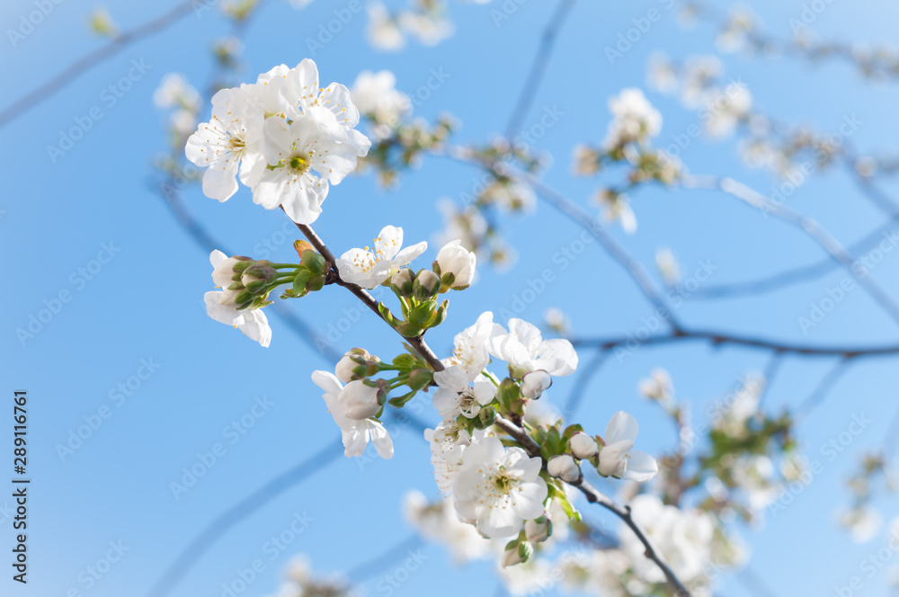 cherry blossom cherry blossom