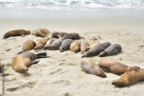 Seals and sea lions at La Jolla beach, San diego, California
