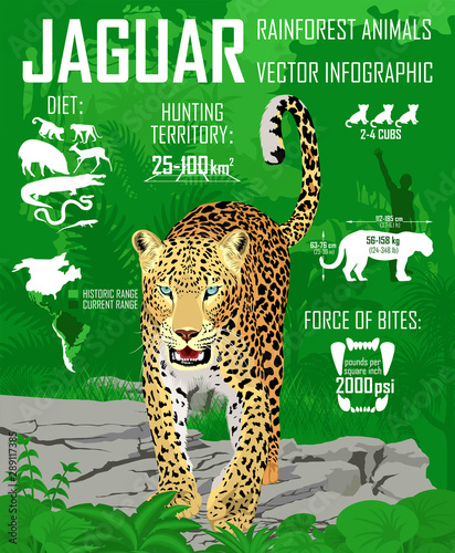 Vector rainforest jungle Jaguar infographic