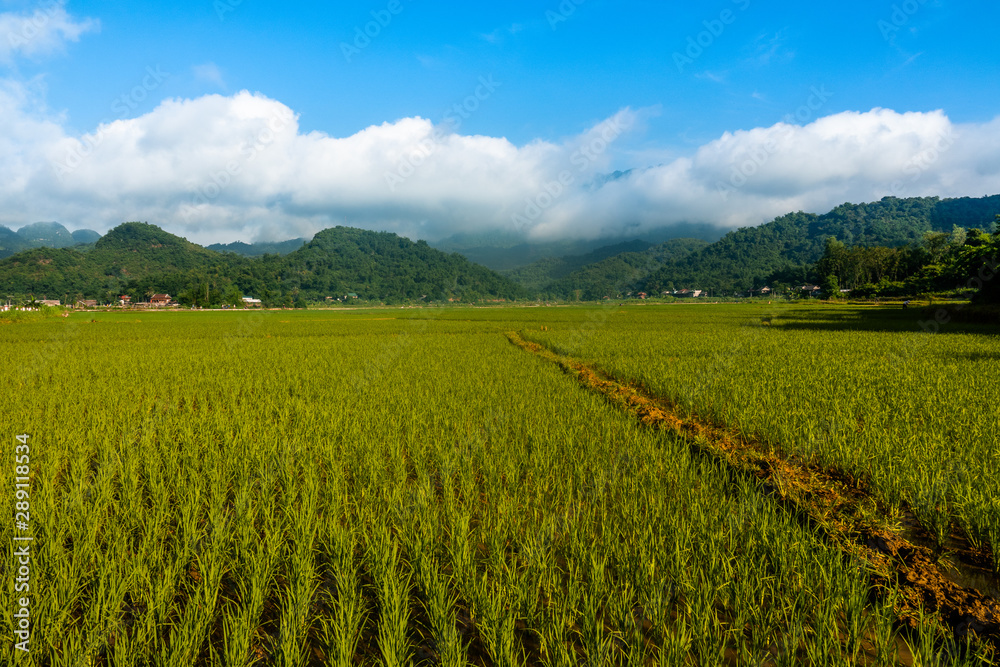 Rice fields of Mai Chau, Hoa Binh province, Vietnam, surrounded by karst peaks. 