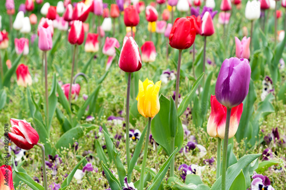 red, purple, pink, white, and yellow beautiful flowers. colorful Tulips in a city garden