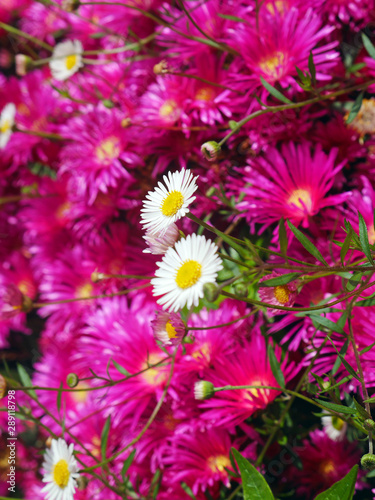 bouquet of flowers