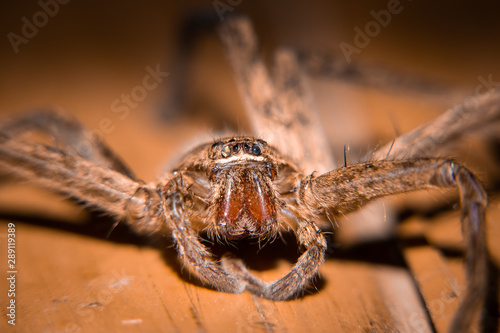 Macro close up of the eyes of a huntsman spider or giant crab spider (Sparassidae). Photo taken in Vietnam. 