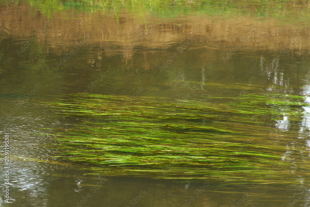 Gräser biegen sich Unterwasser eines fließenden Baches in Strömungsrichtung. .. Gräser biegen sich Unterwasser eines fließenden Baches in Strömungsrichtung. ..