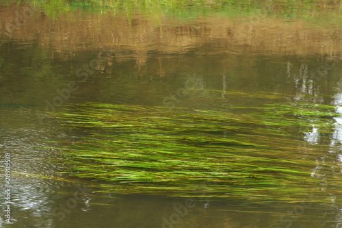 Gräser biegen sich Unterwasser eines fließenden Baches in Strömungsrichtung. ..