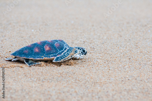 The green sea turtle (Chelonia Mydas) walking on the beach