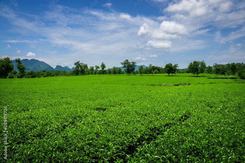 Field of fresh green tea plants, Nghia Lo, Vietnam. 