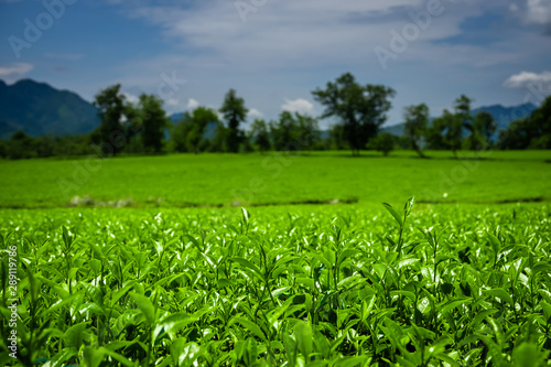 Green tea plantation, Nghia Lo, Vietnam. Close up field of fresh tea leaves. 