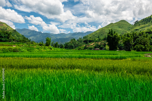 Rice fields at the village and valley of Son Luong, close to Nghia Lo, Yen Bai province, North Vietnam. 