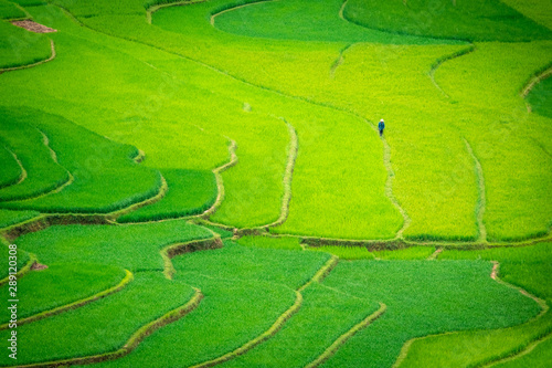 Tu Le, Vietnam. Man with conical hat on a carpet of rice fields of Tu Le, between Nghia Lo and Mu Cang Chai. Vietnam landscape. Aerial view.