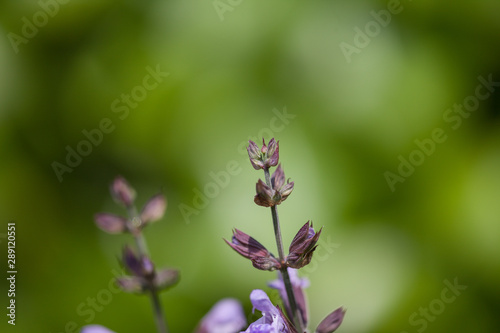 close-up of a blooming lavender