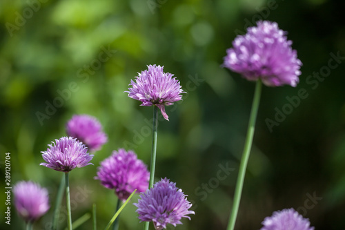 chive blossoms with green background and shadows © jokuephotography