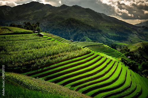 Mu Cang Chai  Vietnam. Spectacular yellow and green terraced rice fields of Mu Cang Chai  northern Vietnam. Bright sunlight shining on the colorful rice fields. Transition stage to harvest season.