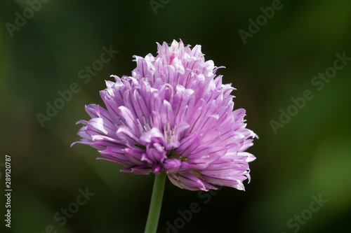 chive blossoms with green background and shadows
