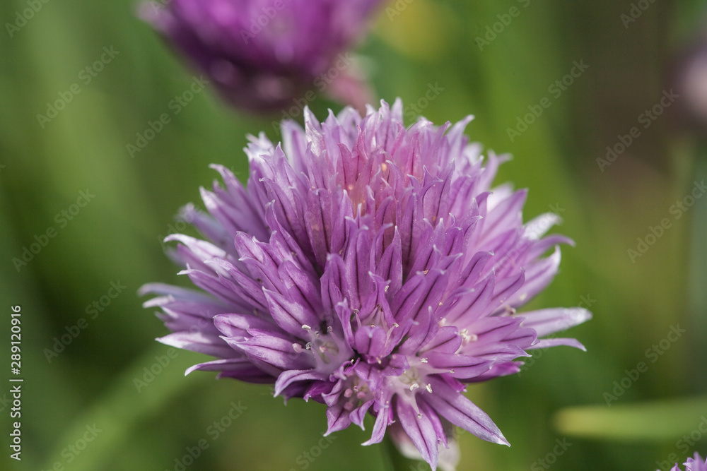 chive blossoms with green background and shadows chive blossoms with green background and shadows