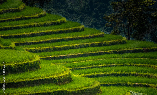 Landscape of Vietnam  terraced rice fields of Hoang Su Phi district  Ha Giang province. Spectacular rice fields. 