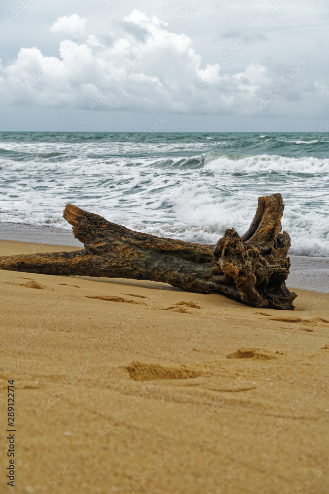 Tree on Beach, Mai Khao, Phuket, Thailand