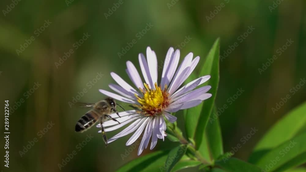 A bee flies to a European Michaelmas-daisy (Aster amellus) flower, close-up, slow motion. Slowed up sixteen times A bee flies to a European Michaelmas-daisy (Aster amellus) flower, close-up, slow motion. Slowed up sixteen times