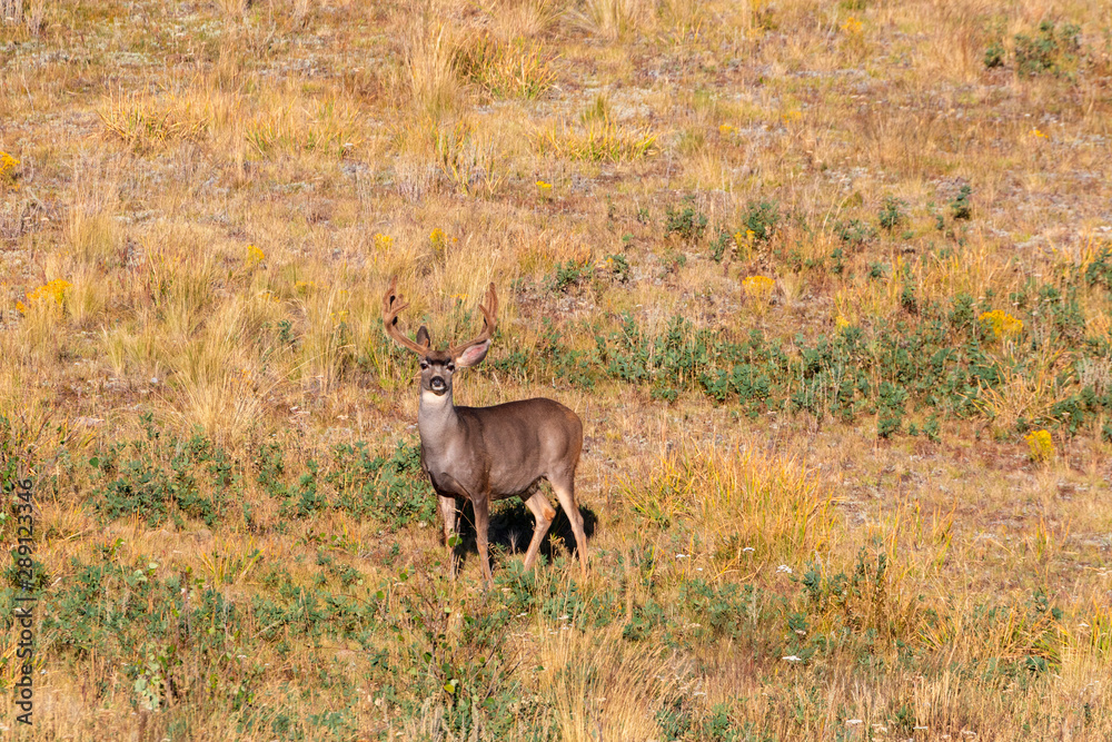Three Bucks Three Bucks