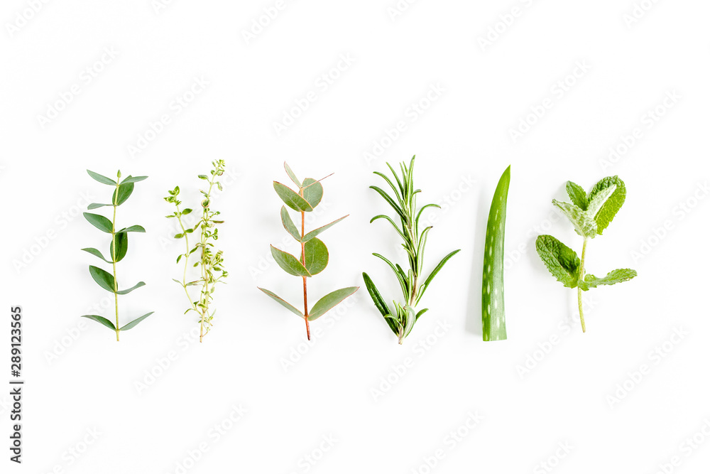 Obraz premium Mix of herbs, green branches, leaves mint, eucalyptus, rosemary, aloe Vera and plants collection on white background. Set of medicinal herbs. Flat lay. Top view.